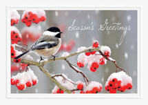 Tweet Greetings Holiday Cards